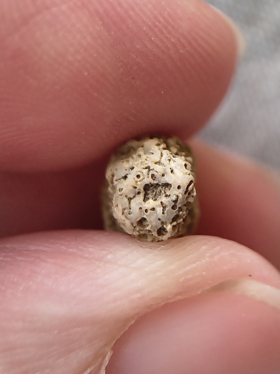 SRL51 Cladopora Piece (tabulate Coral)