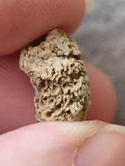 SRL51 Cladopora Piece (tabulate Coral)