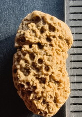 SRL51 Cladopora Piece (tabulate Coral)