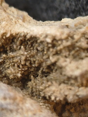 SRL88 Asterobillingsia (colonial rugose coral)