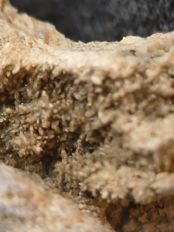 SRL88 Asterobillingsia (colonial rugose coral)