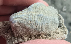 SRL88 Asterobillingsia (colonial rugose coral)