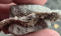 SRL88 Asterobillingsia (colonial rugose coral)