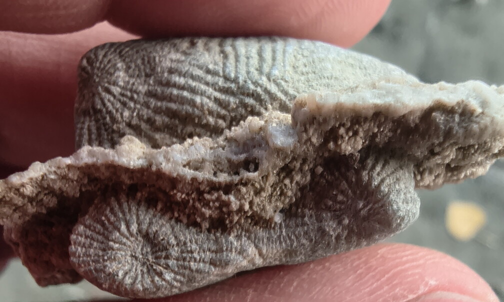 SRL88 Asterobillingsia (colonial rugose coral)