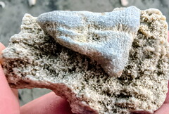 SRL88 Asterobillingsia (colonial rugose coral)