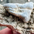 SRL88 Asterobillingsia (colonial rugose coral)