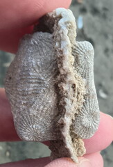 SRL88 Asterobillingsia (colonial rugose coral)