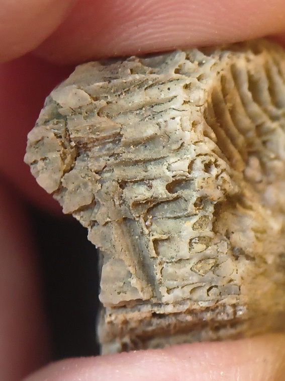 SRL95 Solitary Rugose Coral