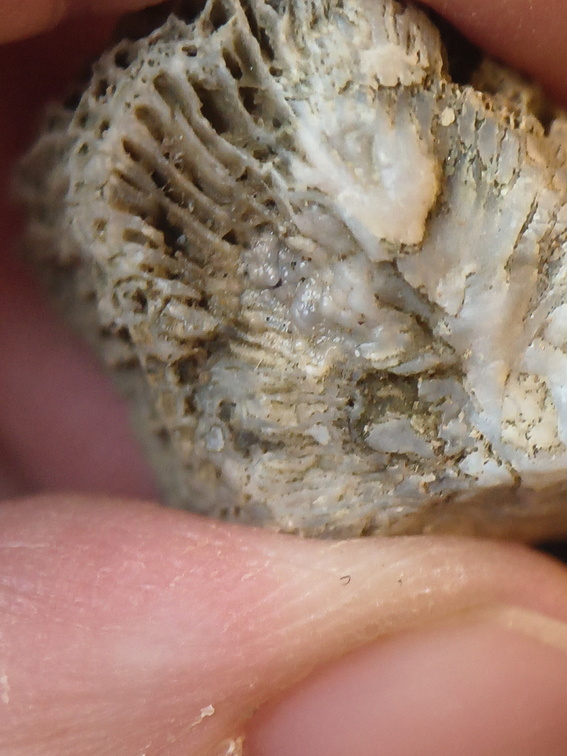 SRL95 Solitary Rugose Coral