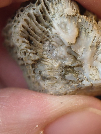 SRL95 Solitary Rugose Coral