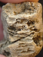 SRL95 Solitary Rugose Coral