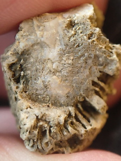 SRL95 Solitary Rugose Coral