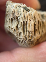 SRL95 Solitary Rugose Coral