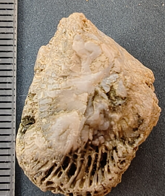 SRL95 Solitary Rugose Coral