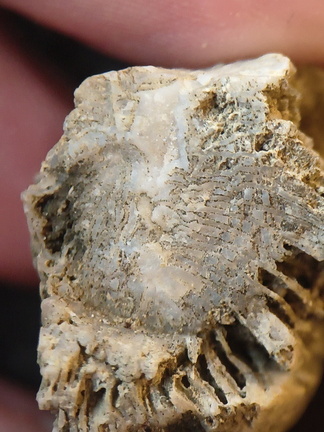 SRL95 Solitary Rugose Coral