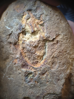 RR14 Brachiopod Imprints