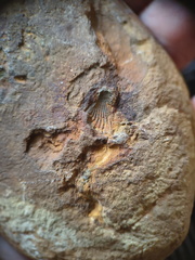 RR14 Brachiopod Imprints