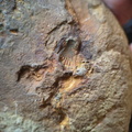 RR14 Brachiopod Imprints