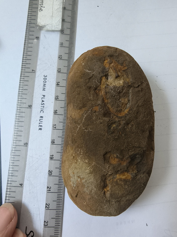 RR14 Brachiopod Imprints