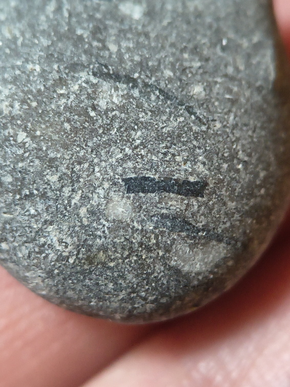 LE35 Crinoid, Brachiopod, possible fish bone