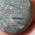 LE35 Crinoid, Brachiopod, possible fish bone