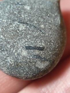 LE35 Crinoid, Brachiopod, possible fish bone