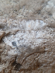 RR19 Agatized Bryozoan 