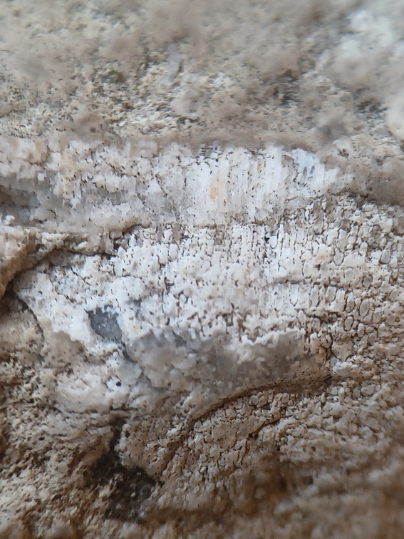 RR19 Agatized Bryozoan 
