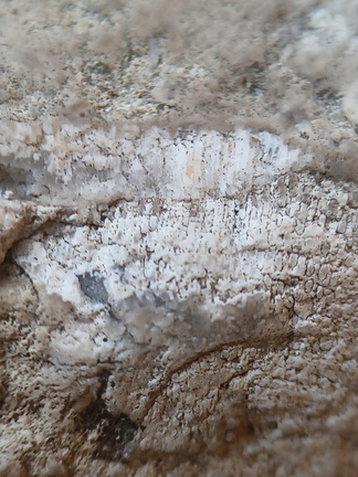 RR19 Agatized Bryozoan 