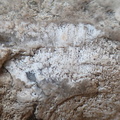 RR19 Agatized Bryozoan 