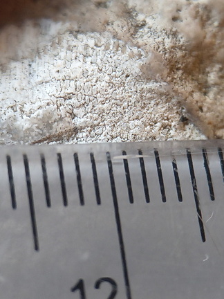 RR19 Agatized Bryozoan 