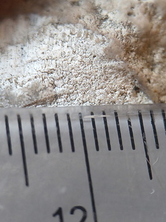 RR19 Agatized Bryozoan 