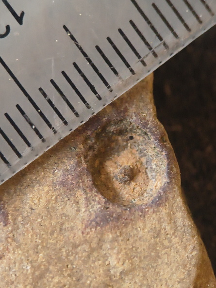 SRL90 Crinoid Remnant