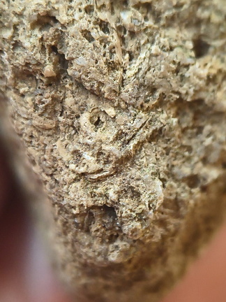 SRL91 Brachiopod and Fragments