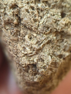 SRL91 Brachiopod and Fragments