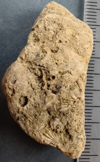 SRL91 Brachiopod and Fragments