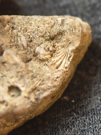 SRL91 Brachiopod and Fragments