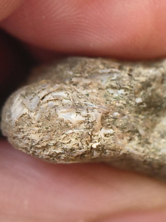 SRL91 Brachiopod and Fragments