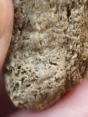 SRL91 Brachiopod and Fragments