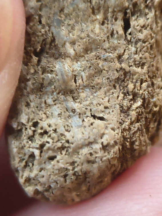 SRL91 Brachiopod and Fragments