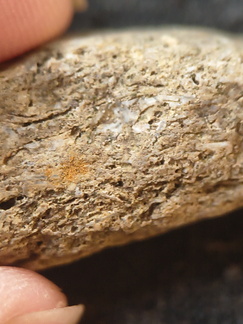 SRL91 Brachiopod and Fragments