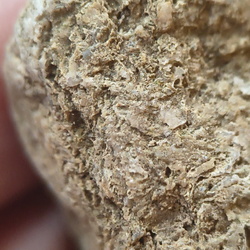 SRL91
