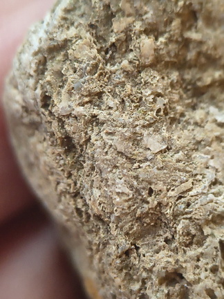 SRL91 Brachiopod and Fragments