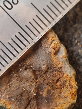 SRL97 Crinoid Impressions 