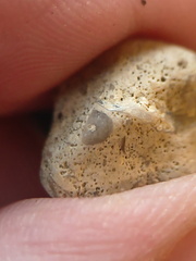 SRL103 Crinoid Fragments