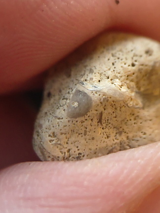 SRL103 Crinoid Fragments