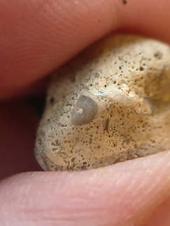 SRL103 Crinoid Fragments