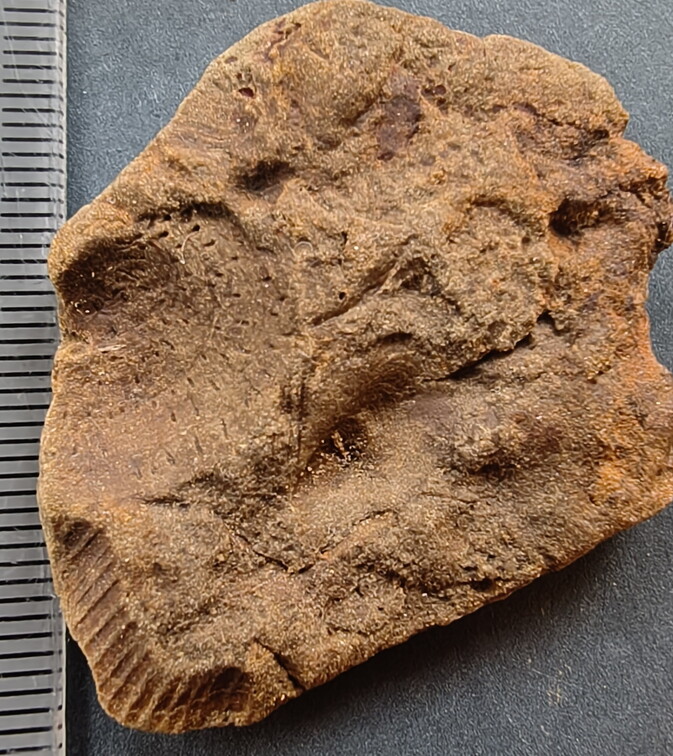 SRL114 External Mold of a Productid Brachiopod Ventral Valve 