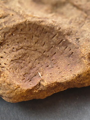 SRL114 External Mold of a Productid Brachiopod Ventral Valve 