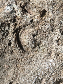 SRL173 Crinoid Impressions 